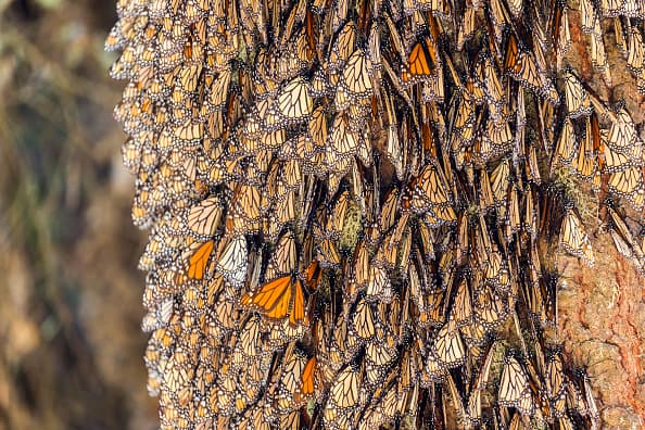 Texas se llena de mariposas