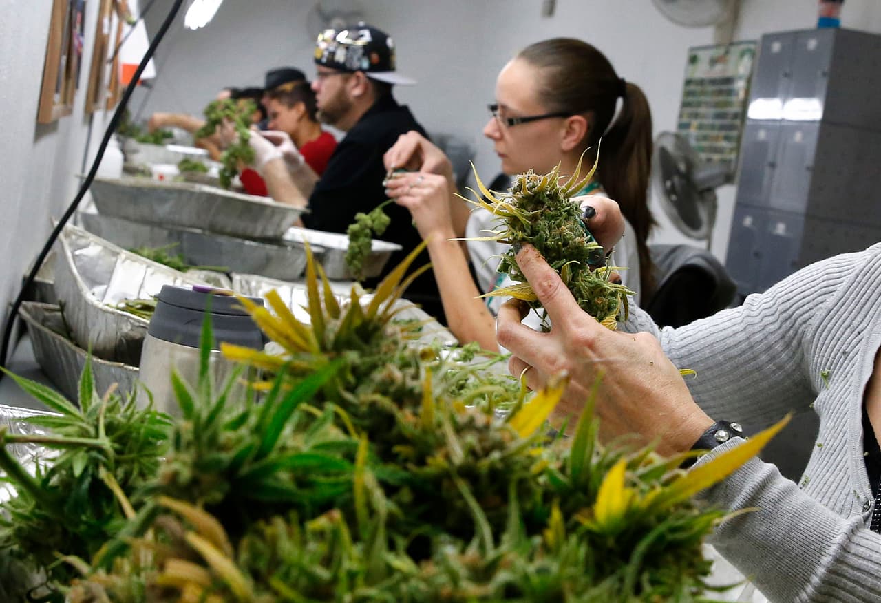 ¿Por quién votará la industria de la marihuana en Colorado?