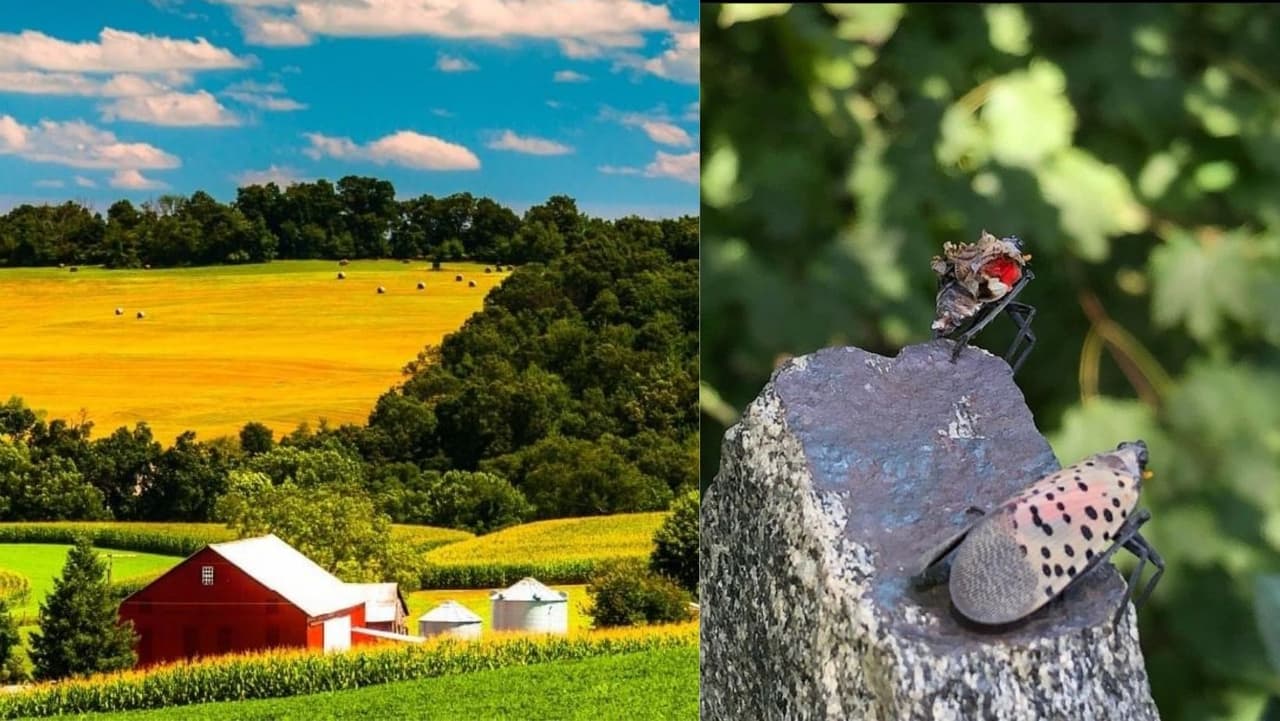 Las especies invasoras ponen en peligro el ecosistema y este es el plan para combatirlas en Pensilvania