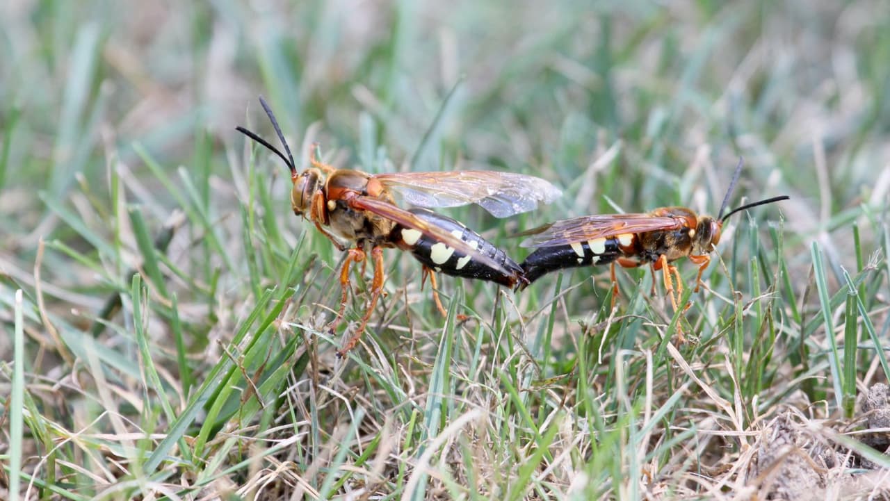 El Departamento de Agricultura identficó a los 
<b>Cicada killers</b> como uno de los insectos que se puede confundir con un avispón asiático. El asesino de la cigarra oriental es una especie nativa. No agresivo hacia los humanos, pero generalmente se agita a la vista simplemente porque puede tener casi dos pulgadas de largo.