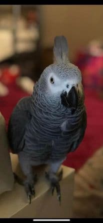 Rosita, es la hermosa periquita de Oscar López.