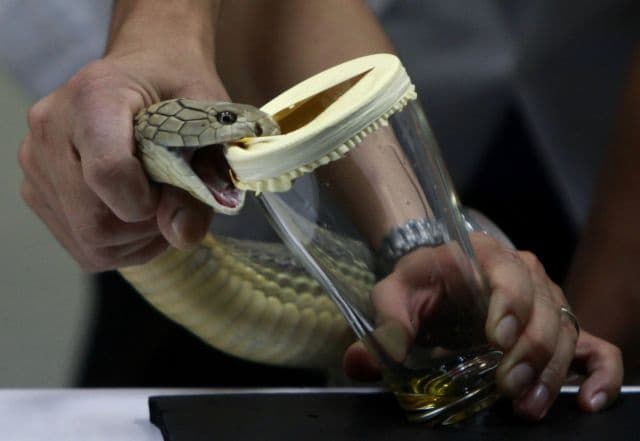 4. Ordeñador de serpientes - Este trabajo todavía existe y consiste en hacer que la serpiente secrete su veneno en un vaso para utilizarlo para anti-sueros para tratar mordeduras de serpientes. El ordeñador más famoso sobrevivió a 179 mordeduras!