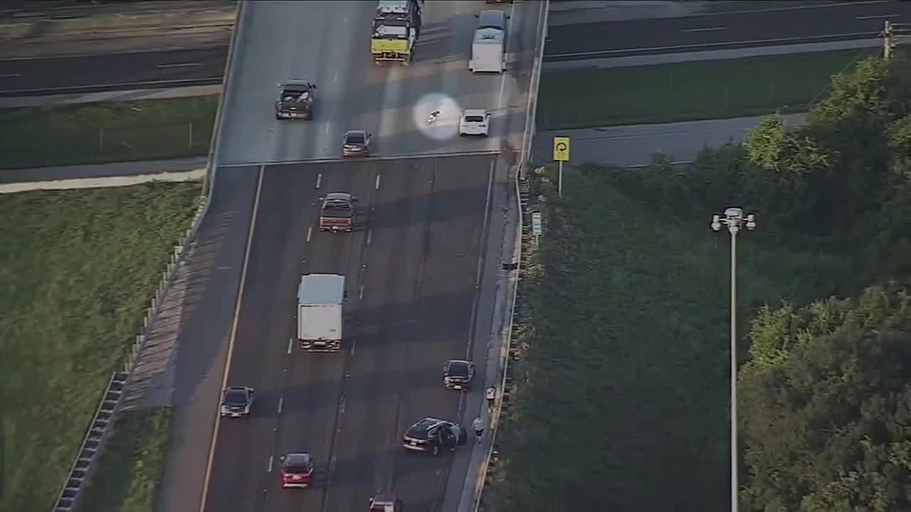 En video: Un perro salta de un puente en una autopista y se salva de milagro