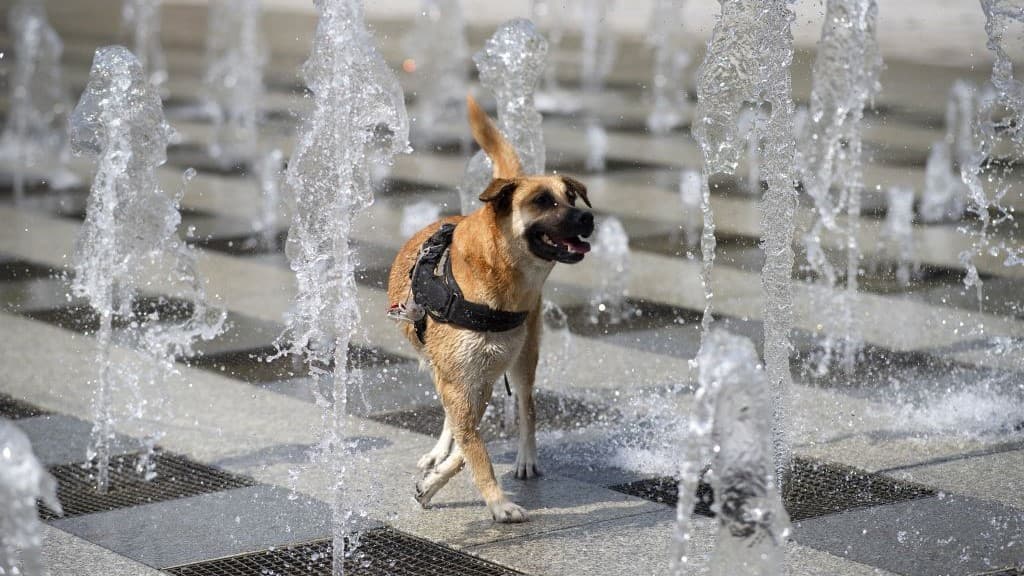 ¿Cómo cuidar a las mascotas por las altas temperaturas? Recomendaciones para evitar un golpe de calor