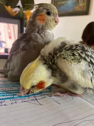 Los hermosos Gina y Zuki son los consentidos en la casa de Ángeles Belloso.