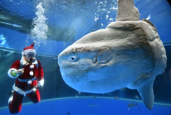 Santa Claus es todo un aventurero. Aquí se metió a bucear con un pez luna en el acuario Hakkeijima Sea Paradise en Yokohama , Tokio.