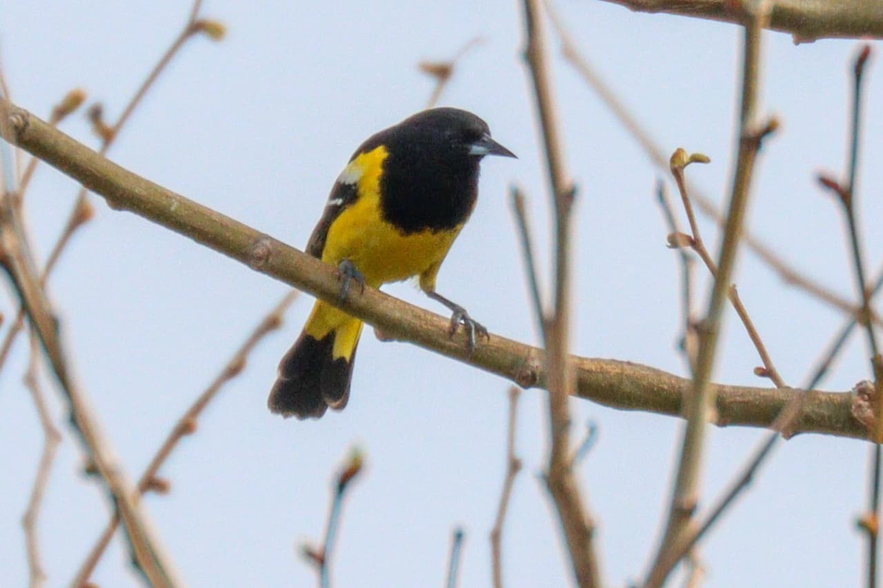 Documentan el raro hallazgo de un turpial de Scott en Pensilvania 