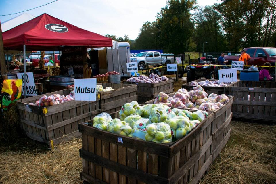 <b><a href="https://www.georgiaapplefestival.org/">Georgia Apple Festival (8-9 / 15-16 de octubre)</a></b>. Si estás buscando un festival gastronómico orientado a la diversión familiar, entonces el Georgia Apple Festival en Ellijay en octubre es la opción perfecta. Familias de todo el país acuden en masa a esta ciudad del norte de Georgia durante dos emocionantes fines de semana de otoño. Los vendedores que ofrecen comida, arte y artesanías, y todo lo relacionado con las manzanas, están listos para servirte. Quédate para las demostraciones de cocina artesanal y con manzanas, el desfile y la exhibición anual de autos clásicos.