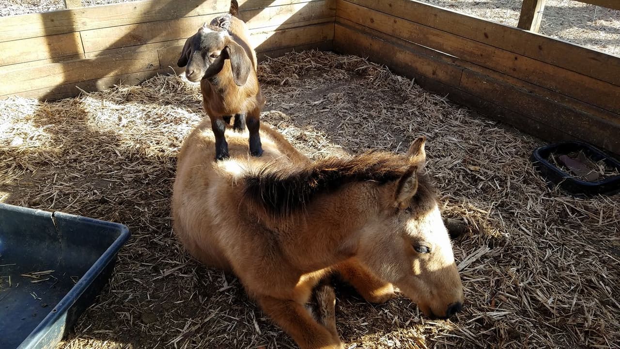 Siéntate en el porche con vista a los enormes cerezos, los pastos en las laderas y montañas. En la Farm Store también encontrarás propia carne de res añejada y carne de cerdos criados en libertad, huevos frescos de gallinas, deliciosos quesos locales hechos a mano, mantequilla cremosa y mucho más.