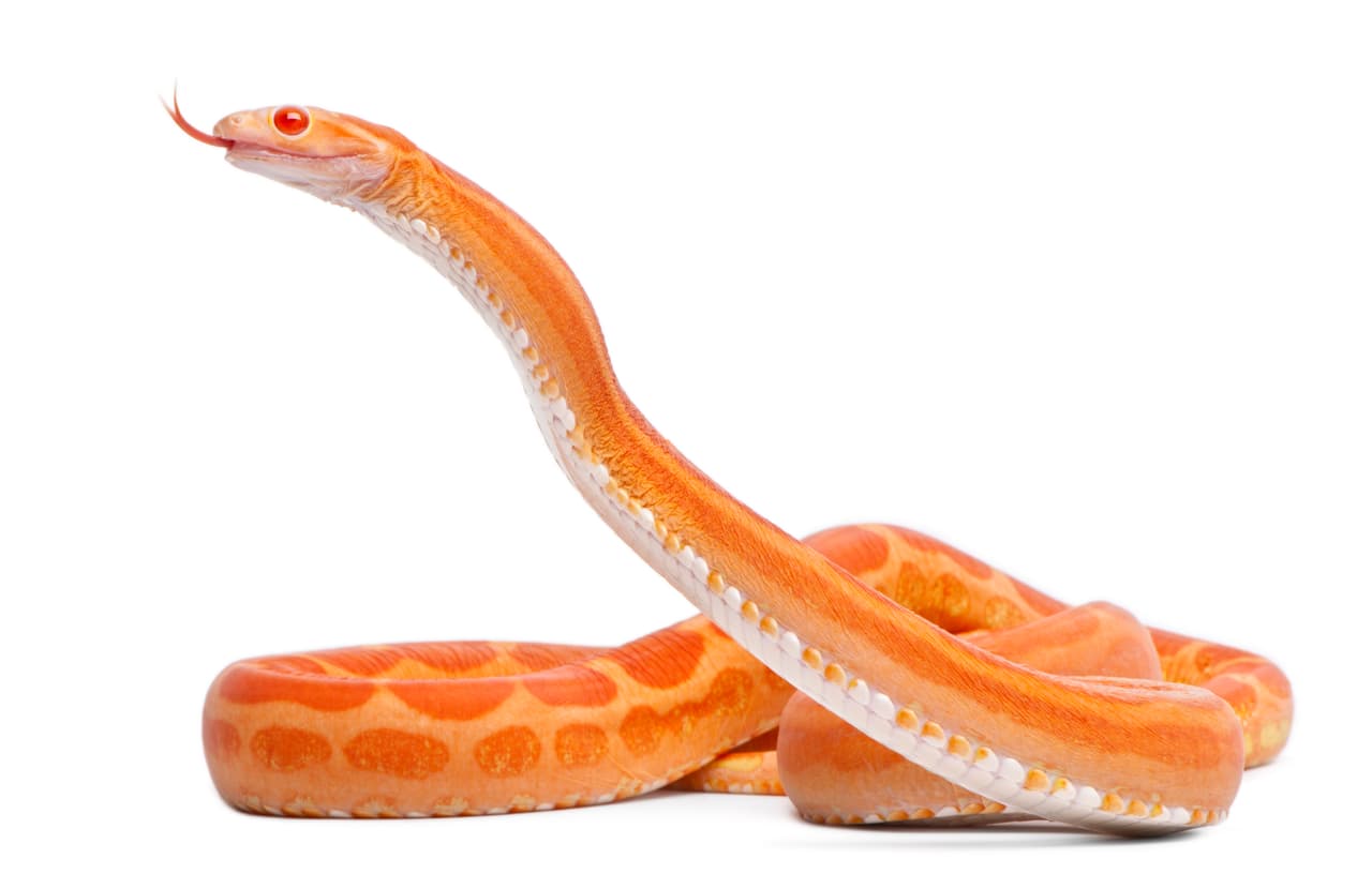 Orange, spotted, scaleless corn snake sticking out tongue