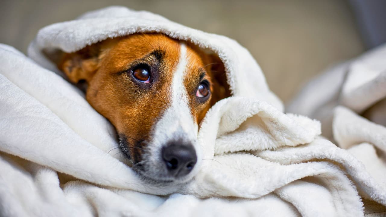 <h3 class="cms-H3-H3">Prepara un espacio cálido para tus mascotas 🐶🐱</h3>
<br>Las mascotas no deben quedarse afuera cuando las temperaturas caen por debajo de cero. Si tienes animales en el exterior, asegúrate de que tengan un refugio seco, cubierto y lo suficientemente cálido para resguardarse del frío. Si tienes un gato o perro pequeño, considera usar ropa de abrigo, y protege sus patas con vaselina o medias, ya que la sal y otros productos para derretir el hielo pueden irritarlas.