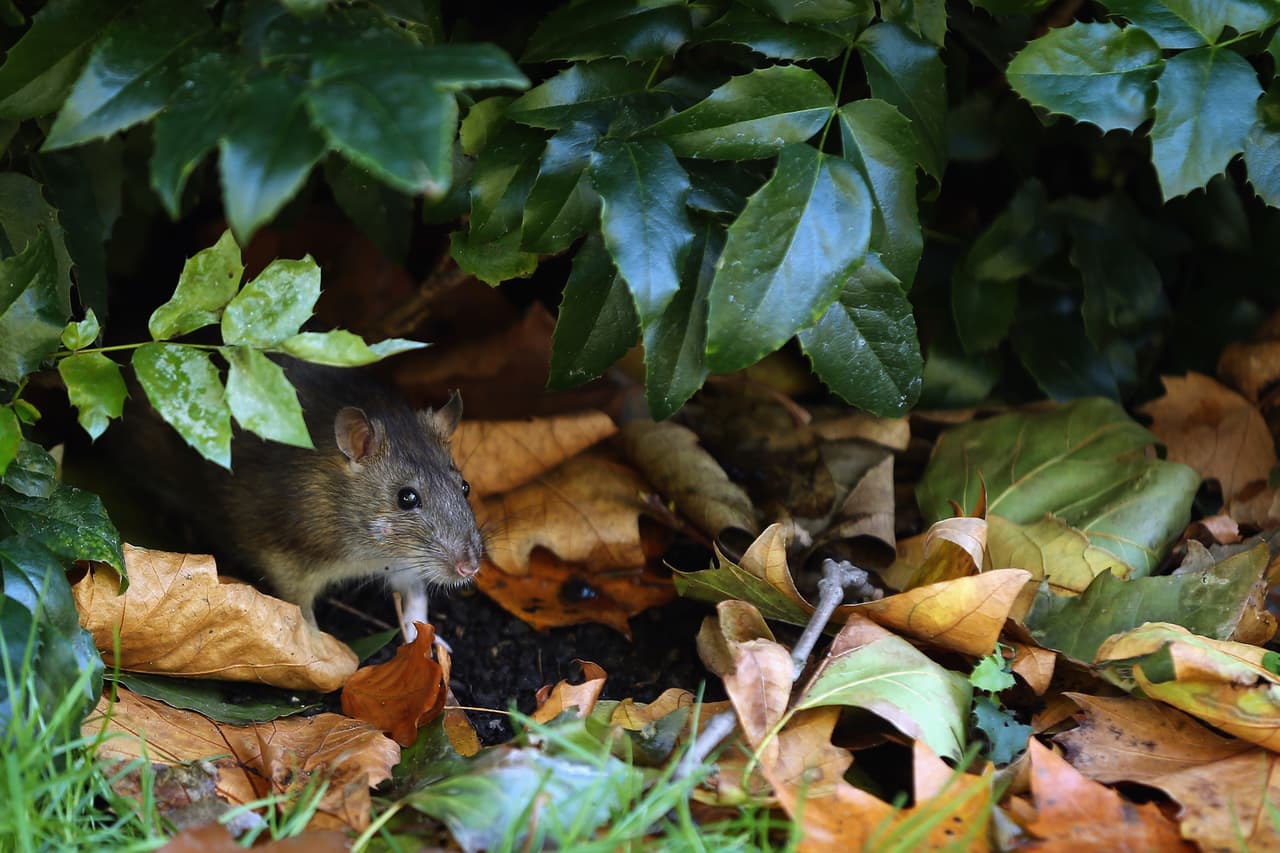 8. Minneapolis - St. Paul