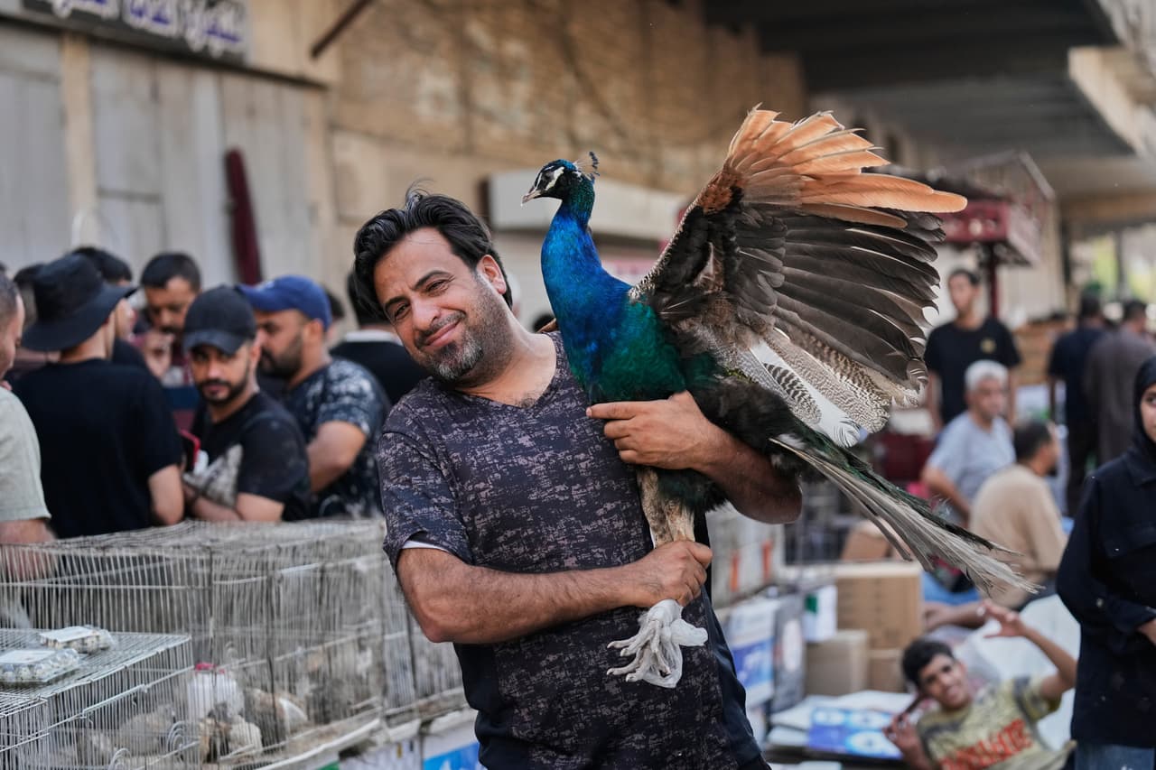 Un vendedor iraquí ofrece un pavo real en el mercado de mascotas (mercado al-Ghazl), uno de los destinos favoritos de los bagdadíes, especialmente los viernes, cuando atrae a compradores y vendedores que ofrecen aves, perros, gatos y animales exóticos como serpientes y monos en Bagdad el viernes 14 de agosto de 2026.