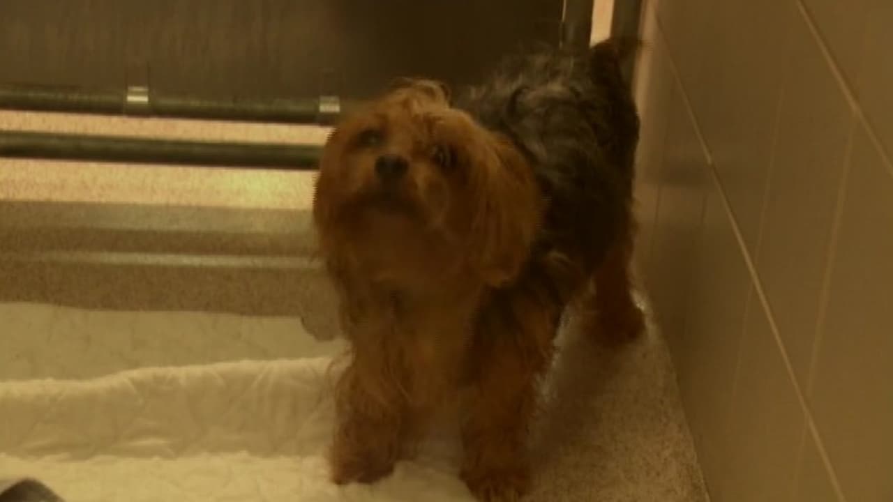 ¿Tienes mascotas? Así puedes acceder a esterilizaciones, microchips y vacunas gratis en Fort Worth