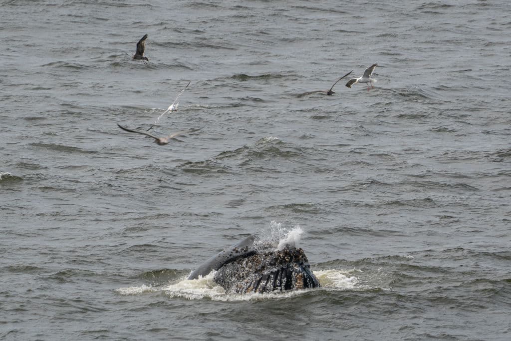 En su tradicional llegada a la 
<b><a href="https://www.univision.com/local/san-francisco-kdtv/ballena-gris-rompe-record-67-dias-bahia-san-francisco" target="_blank">Bahía de San Francisco</a></b>, las 
<b>ballenas jorobadas</b> se han acercado este año más a la costa, sobre todo 
<b>en Pacífica</b>. Algunos surfistas las han visto, a escasos pies de distancia, cuando salen a darse un banquete de anchoas, anguilas de arena o sardinas.