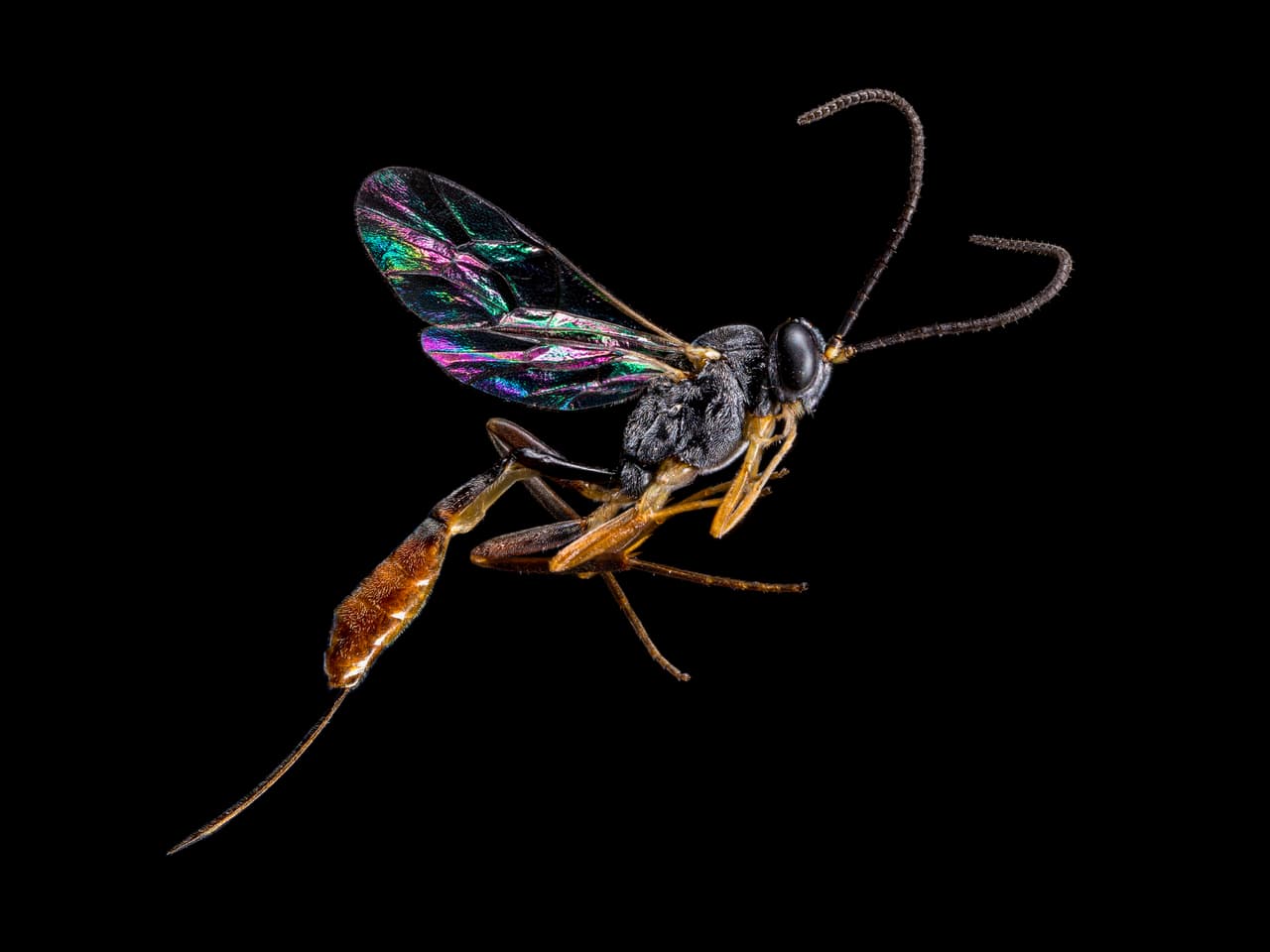 <b>Foto destacada.</b> Reino Unido. Venturia canescens, una avispa parasitoide de 1 cm de largo, se reproduce inyectando sus huevos en larvas de polillas desprevenidas.