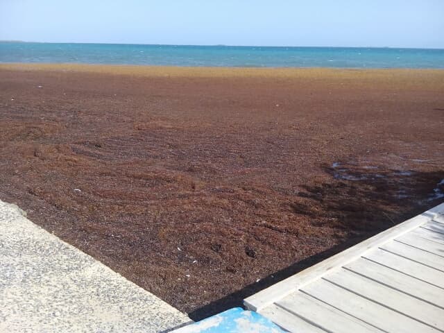 Las algas que recubren gran parte de las playas parecen una enorme alfombra marrón.