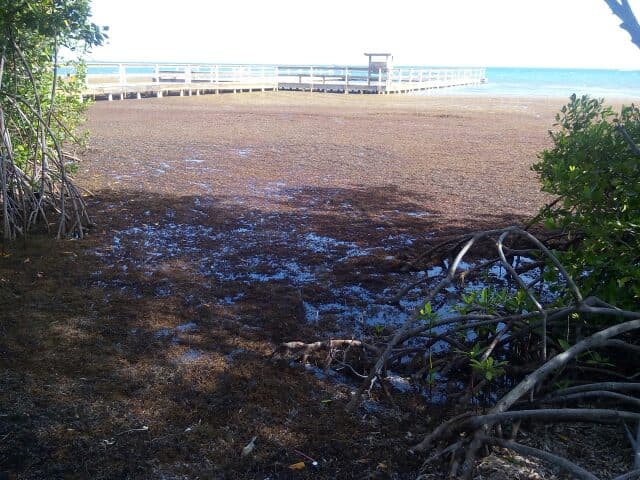Las algas que recubren gran parte de las playas parecen una enorme alfombra marrón.
