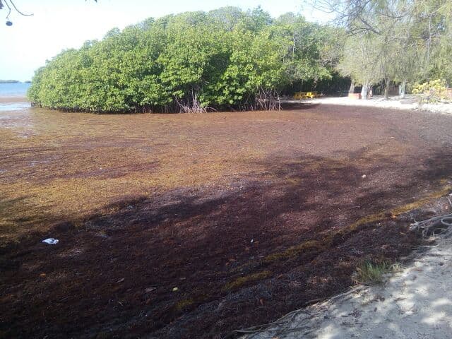 Las algas que recubren gran parte de las playas parecen una enorme alfombra marrón.