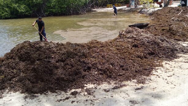 Sorprendente alfombra de algas en playas de Puerto Rico