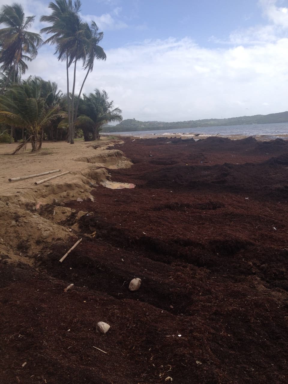 Las algas que recubren gran parte de las playas parecen una enorme alfombra marrón.