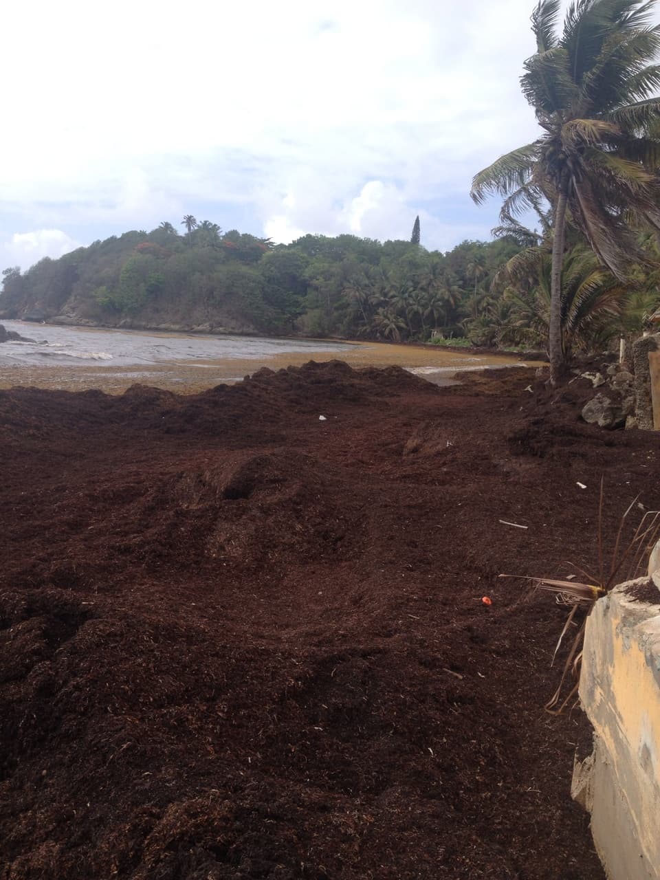 Las algas que recubren gran parte de las playas parecen una enorme alfombra marrón.