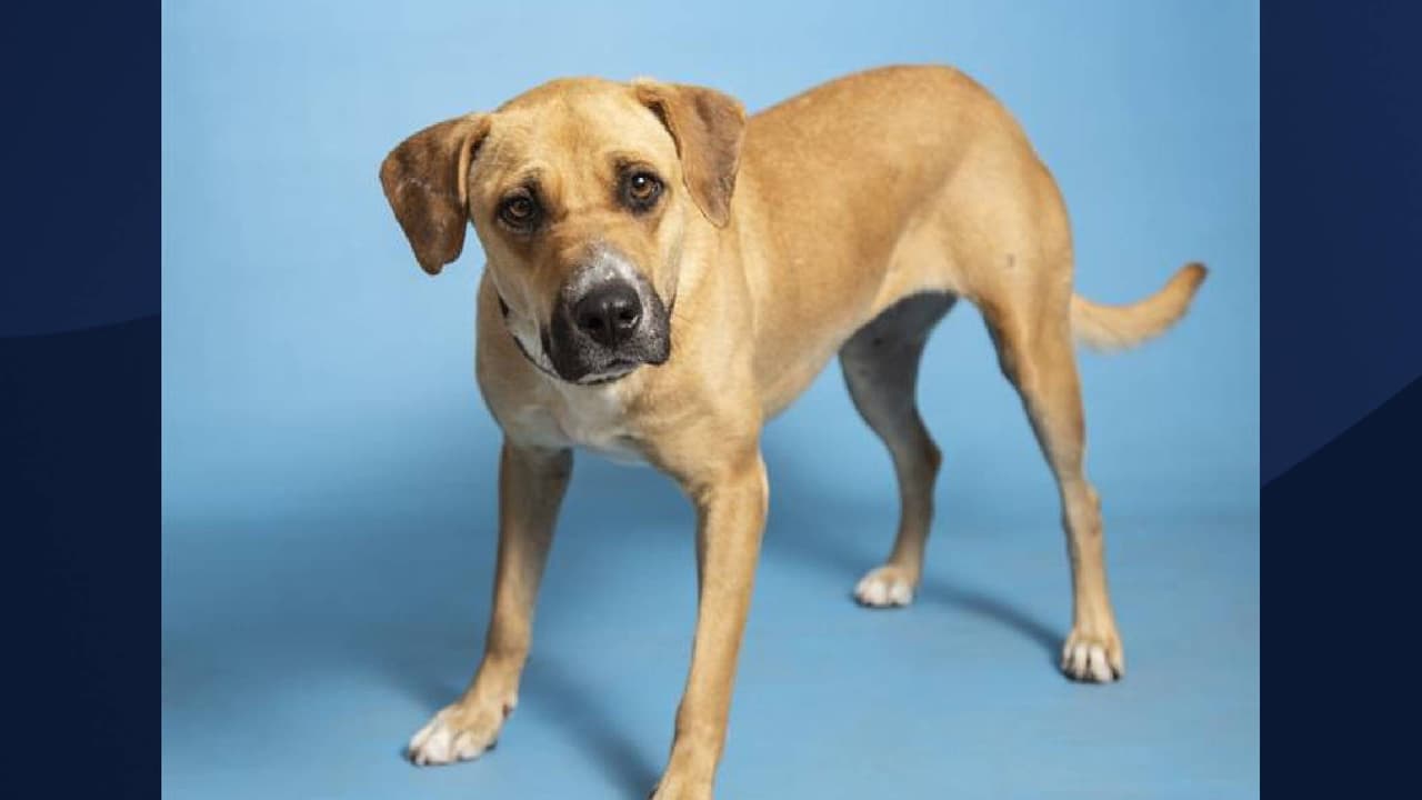 Para ver las mascotas actualmente en adopción en AHS y hacer una cita, visite 
<a href="https://www.azhumane.org/adopt/" target="_blank">azhumane.org/adopt</a>. 
<br> 
<br>[Tanner está en adopción, Para obtener más información sobre él, 
<a href="https://www.azhumane.org/pet-details/?id=A668204" target="_blank">haga clic aquí</a>] 
<br>