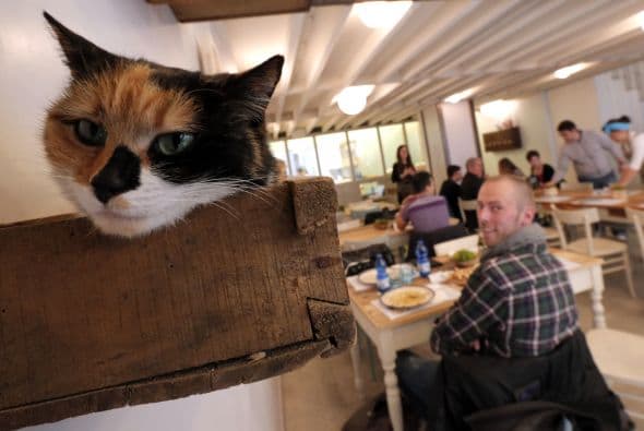 En MiaGola hay algunas restricciones para los clientes, como no molestar a los gatitos, si están dormidos no deben despertarlos, no alimentarlos ni darles agua, esto con el fin del bienestar de los felinos.