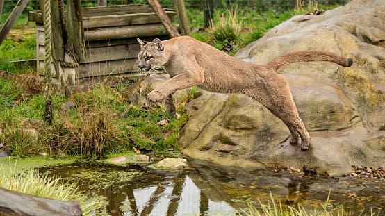 Es importante que durante un encuentro con un puma se mantenga la calma y camine despacio hacia atrás observando directamente a los ojos del animal.