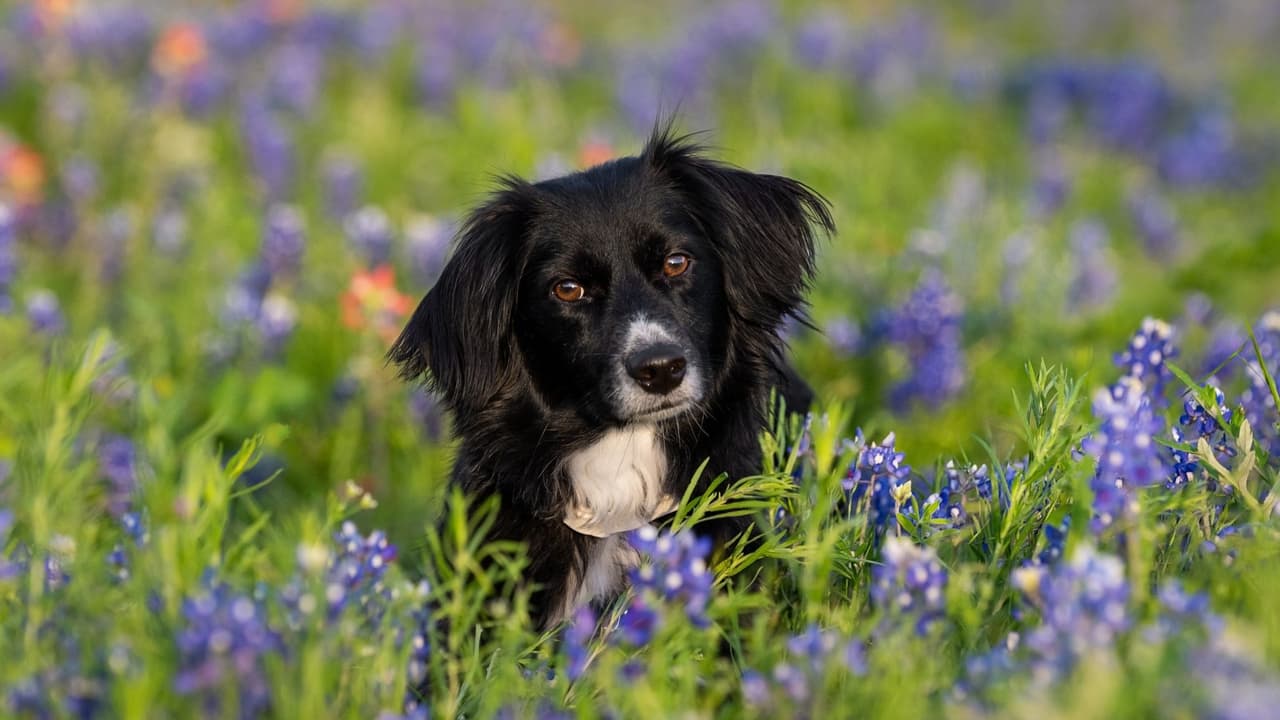 <h3 class="cms-H3-H3"><a href="https://www.bluebonnettrail.org/" target="_blank">Ennis Bluebonnet Trails</a></h3>
<br>📍 Ubicación: 
<b>Ennis</b>
<br>Cada abril, 
<b>Ennis se convierte en la capital oficial de los bluebonnets en Texas</b>. Sus senderos escénicos
<b> abarcan más de 40 millas de campos florecidos y carreteras panorámicas</b>. Si buscas la foto perfecta, visita durante el Ennis Bluebonnet Festival, cuando las flores están en su punto más alto. 
<br>
<b>📸 Tip fotográfico: </b>Llega temprano en la mañana o al atardecer para aprovechar la luz dorada y evitar las multitudes.