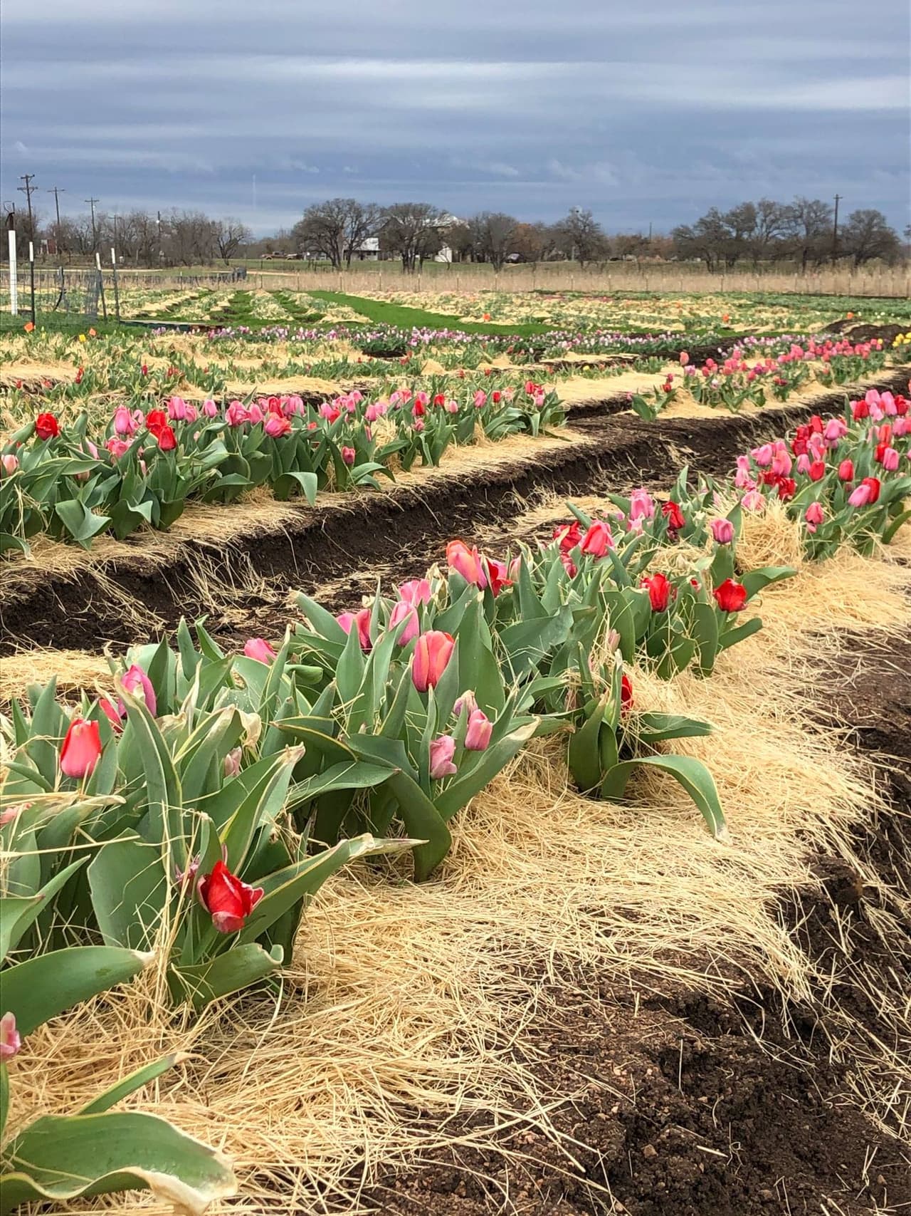 Para entrar, las personas deben pagar $5 y $2 por cada flor que recojan.
