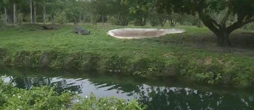 Fuertes lluvias que azotaron el sur de la Florida inundaron las inmediaciones del Zoo Miami a tal punto que tuvieron que cerrar por varios días.