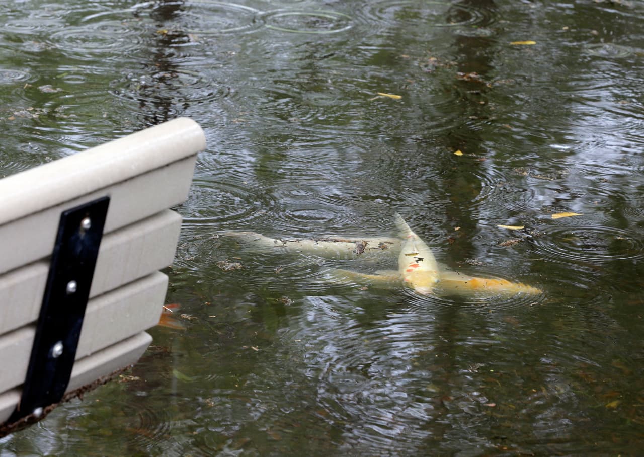 Fuertes lluvias que azotaron el sur de la Florida inundaron las inmediaciones del Zoo Miami a tal punto que tuvieron que cerrar por varios días.
