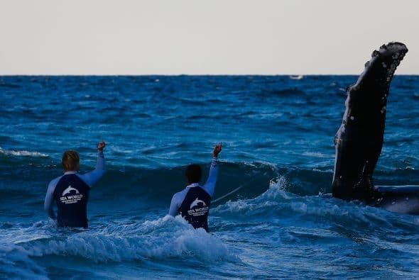 La ballena bebé pudo morir si nadie acudía a su rescate.