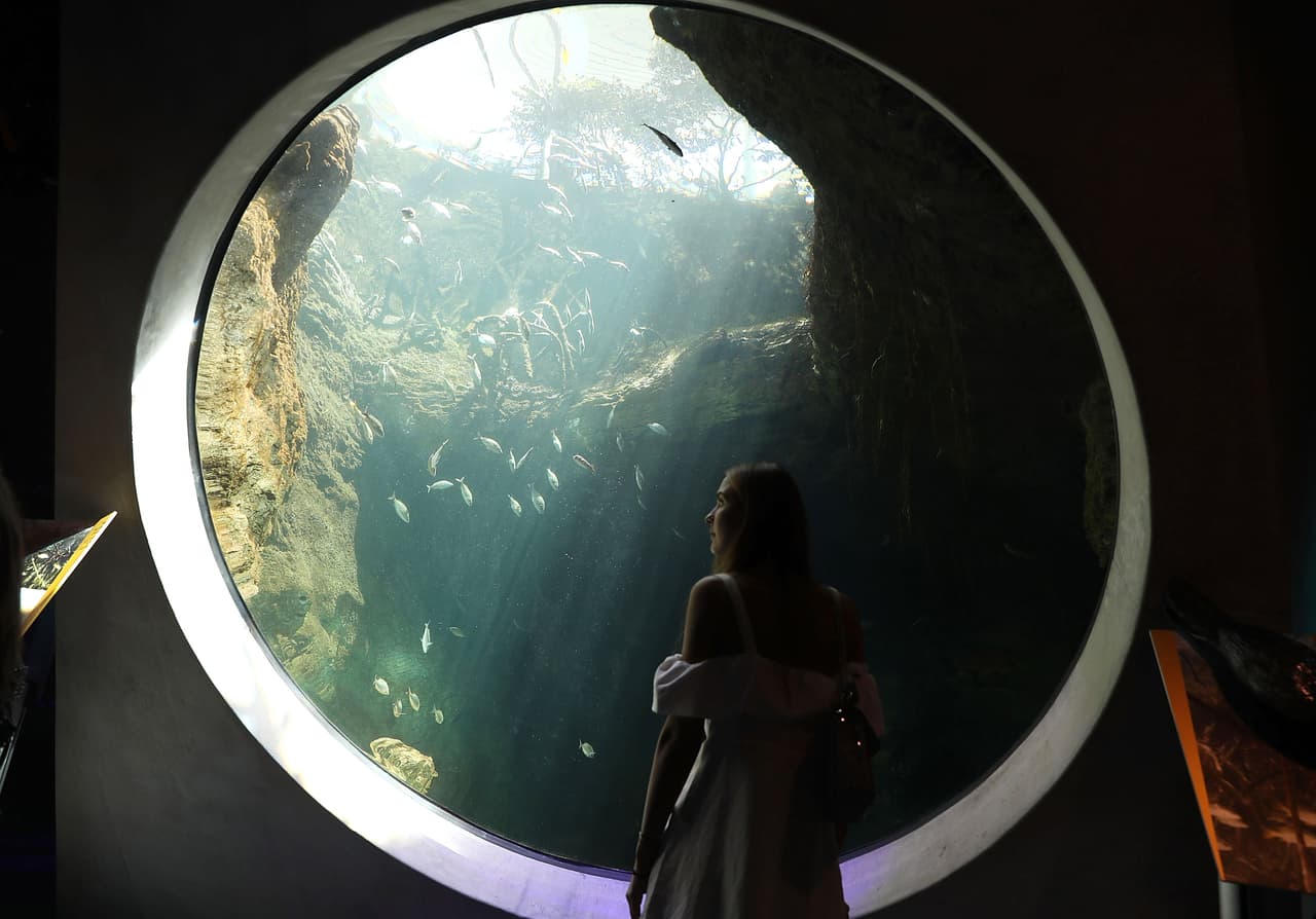 El acuario está diseñado en tres niveles: la vista, la profundidad y la inmersión con el objetivo de trasladar a los visitantes desde la superficie hasta las profundidades de los ecosistemas del sur de Florida.