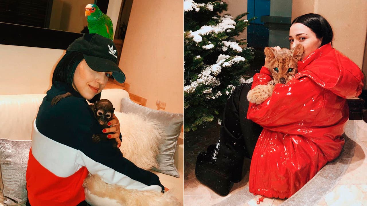 Estíbaliz y su familia son muy amantes de los animales y entre sus mascotas sobresalen un mico, un perico y un tigre.