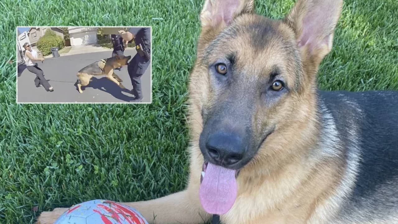 Internan a dueña de Zeus por temor a que pueda atentar contra su vida