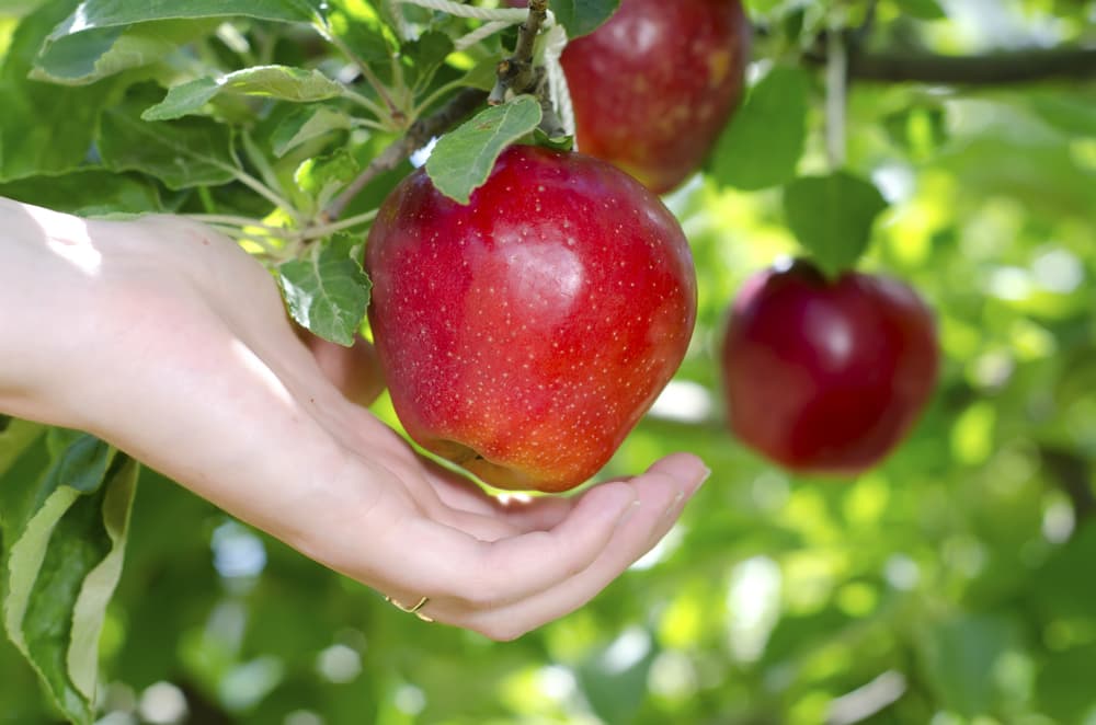 Finalmente, en el caso de los signos de agua (Cáncer, Escorpio y Piscis) marca el tiempo adecuado para el cultivo de hortalizas tiernas y jugosas como las lechugas, manzanas, calabacines y otras similares.
<br>
