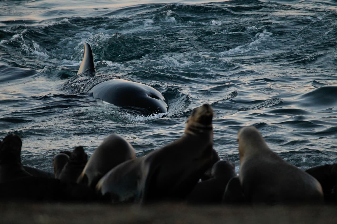 Pueden crecer hasta 32 pies de largo y pesar hasta 11 toneladas, las hembras suelen ser más pequeñas que los machos. También son muy veloces, alcanzando las 35 millas por hora, esto las hace de los mamíferos marinos más rápidos del mundo.