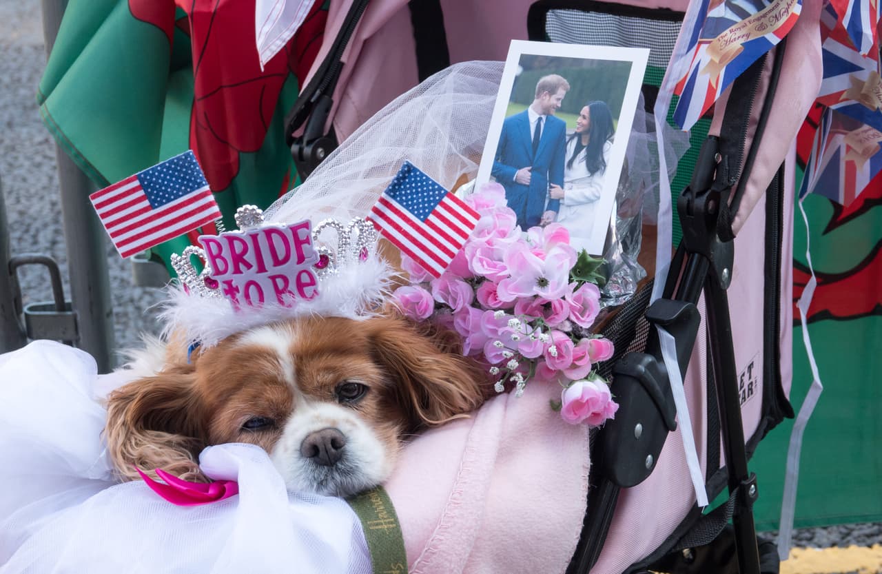 Unas 2,640 personas del público tendrán acceso a los jardínes del castillo, donde podrán
<b> ver llegar a los <a href="https://www.univision.com/entretenimiento/una-boda-con-mas-de-3-200-invitados-asi-sera-la-del-principe-harry-y-meghan-markle-fotos">invitados</a></b> y a los novios, y disfrutar de la ceremonia que será proyectada en pantallas gigantes.