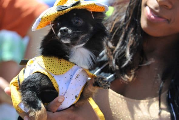 Decenas de perritos se disfrazaron y personificaron en tradicionales vestimentas para festejar el 5 de Mayo.