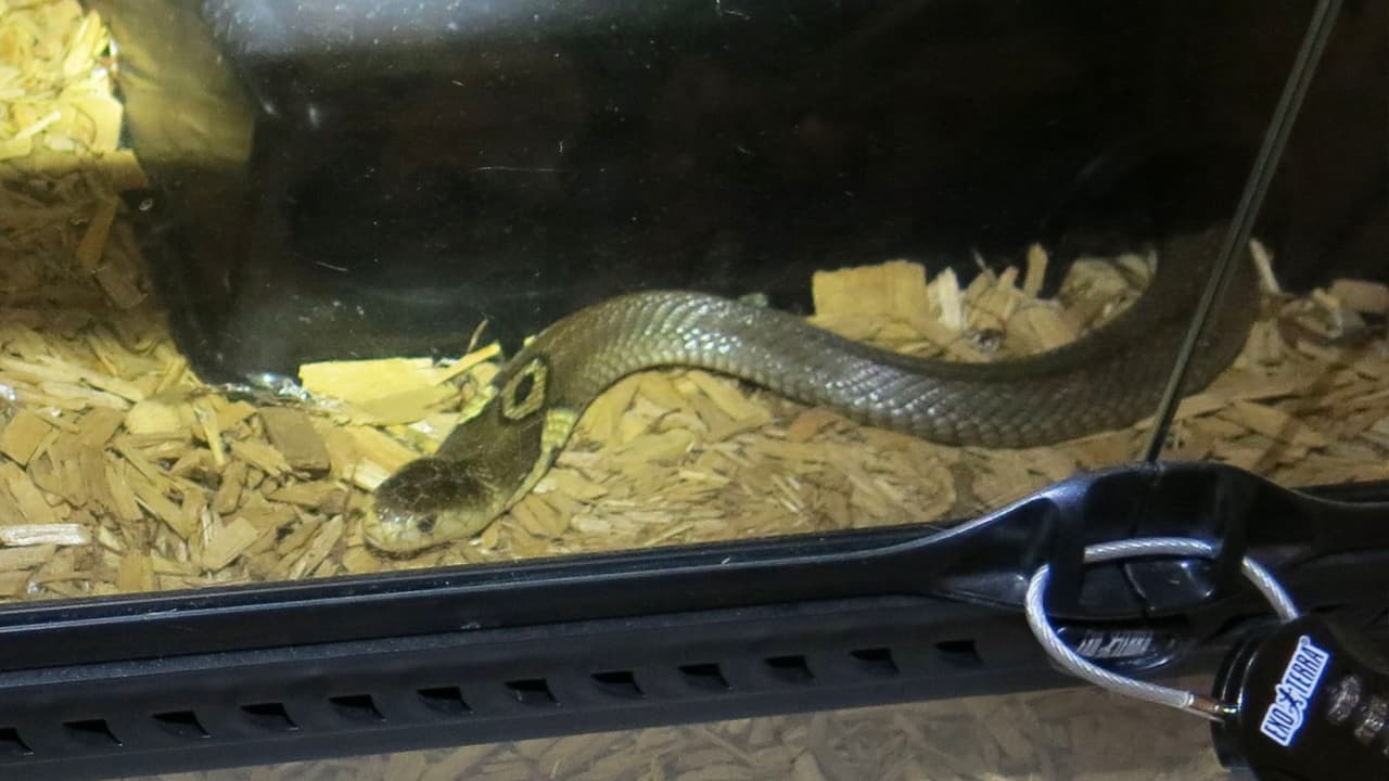 El precinto 5 pide a la comunidad que si sospecha de algún maltrato animal llamar al 832-927-PAWS.