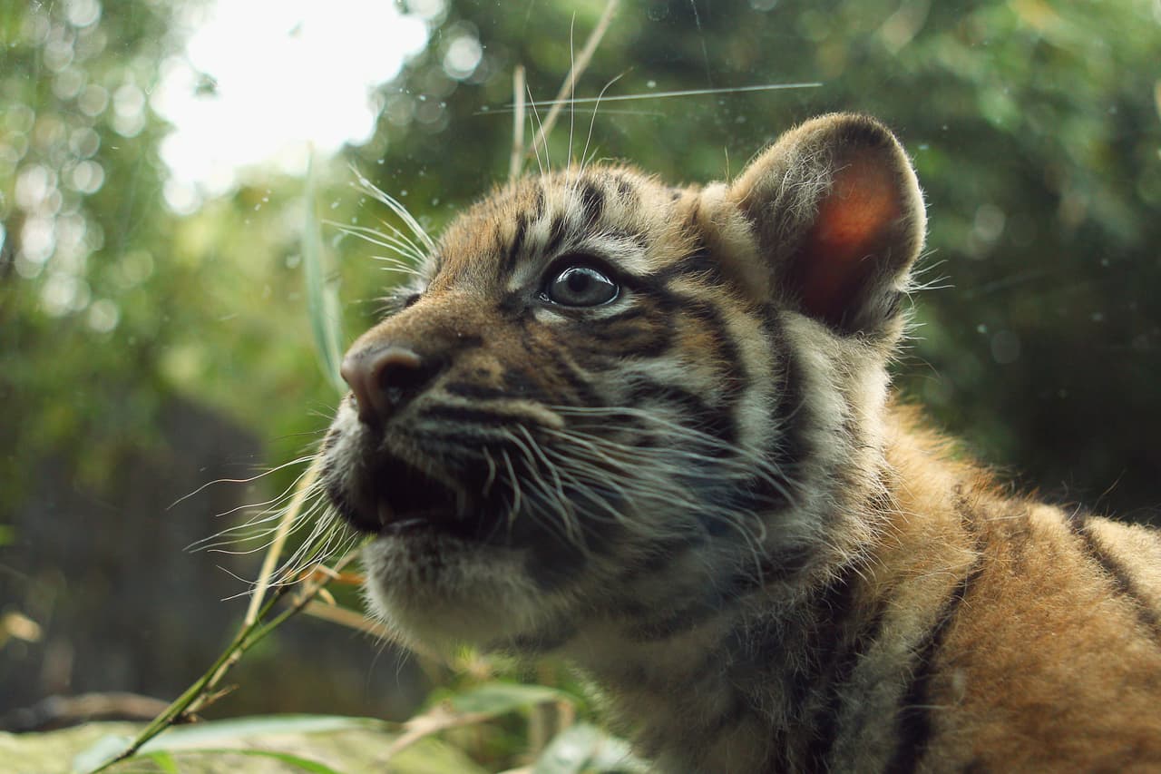 Una mujer pasea a su cachorro de tigre en un exclusivo centro comercial y genera indignación en redes sociales