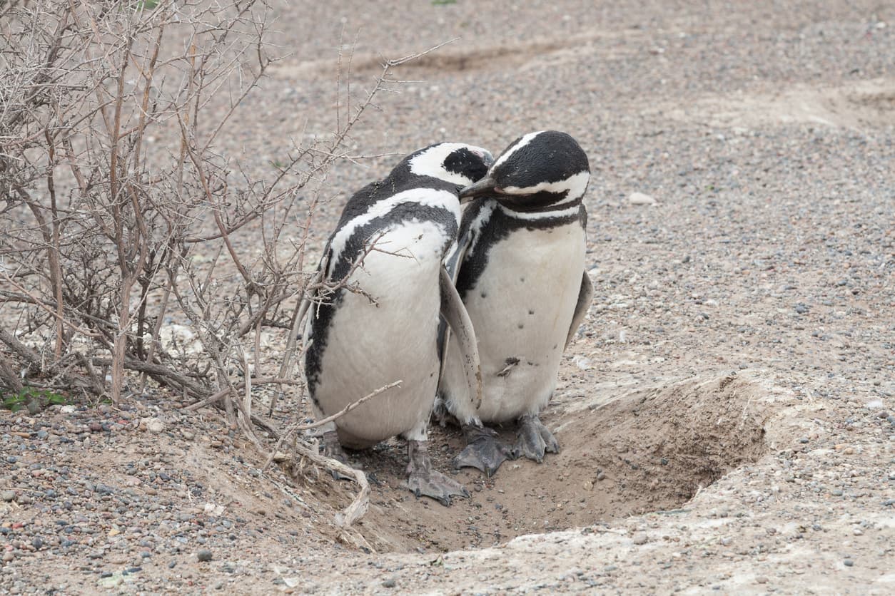 2. Piquear o “dar picos” (Bolivia y Colombia) 
<br>En general significa un beso breve y tierno. En España lo utilizan para referirse a los yonquis, mientras que en Cuba representa sexo oral, y en México se usa para acortar el nombre del pico de gallo.