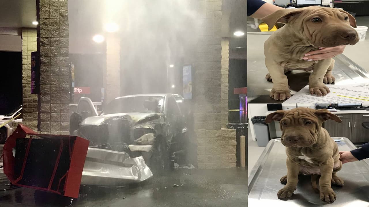 Conductor estrella su auto en una gasolinera y deja a dos cachorros dentro la camioneta