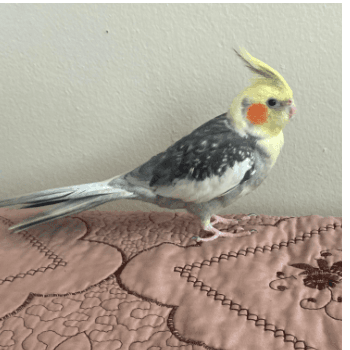 Kaylee Carranza nos muestra la foto de su mascota y nos cuenta que "Paco es una Cacatúa Ninfa y tiene 5 añitos".