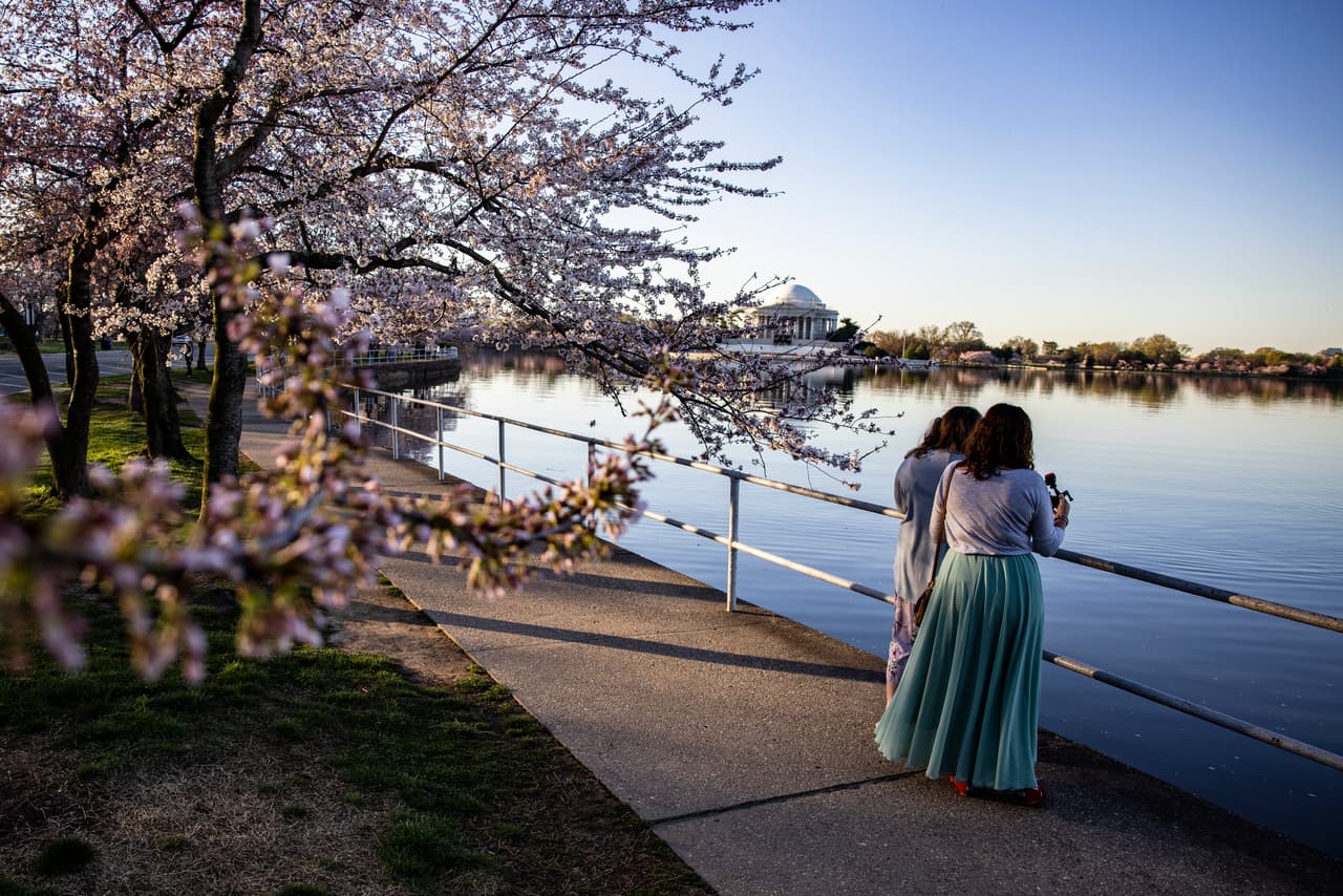 La noticia del brote de botones emociona cada temporada a miles de personas, 
<b>quienes acostumbran a viajar desde muchas partes del país, y del mundo</b>, al área contigua al río Potomac, para contemplar el maravilloso florecimiento de los cerezos.