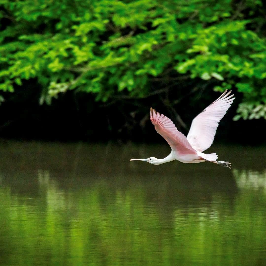 El fotógrafo Fred Ryerse tomó las fotografías, mostrando a los pájaros volando en un pantano local. Son aves de color rosa pálido con hombros y rabadilla de color rosa más brillante.