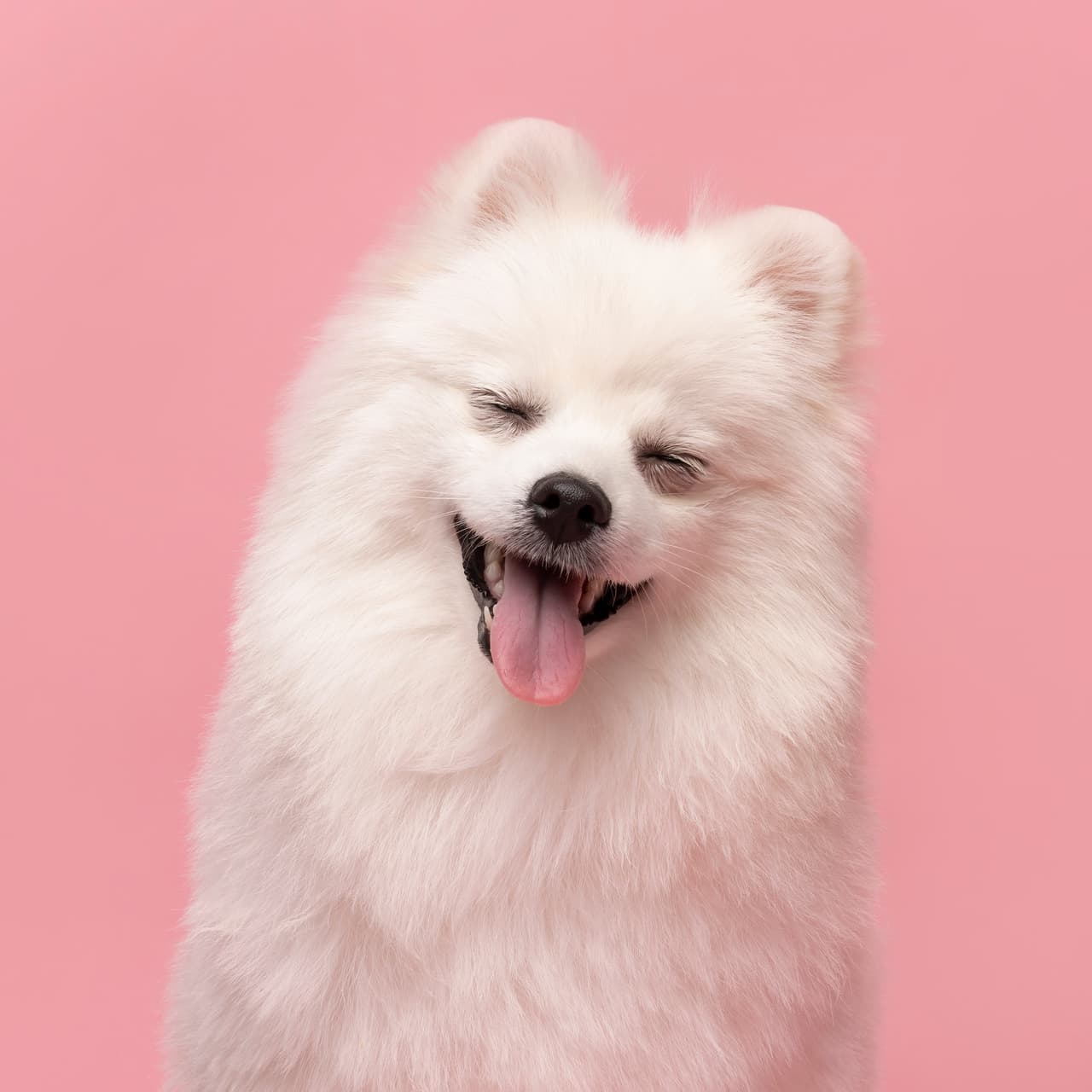 <b>‘Fue un buen chiste’</b>
<br>
<br>“Mi pomerania de tres años de edad es muy tranquila, pero le encantan las golosinas”, aseguró el fotógrafo.
<br>