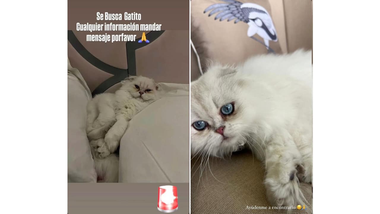 Pide ayuda para encontrar a su gatito.